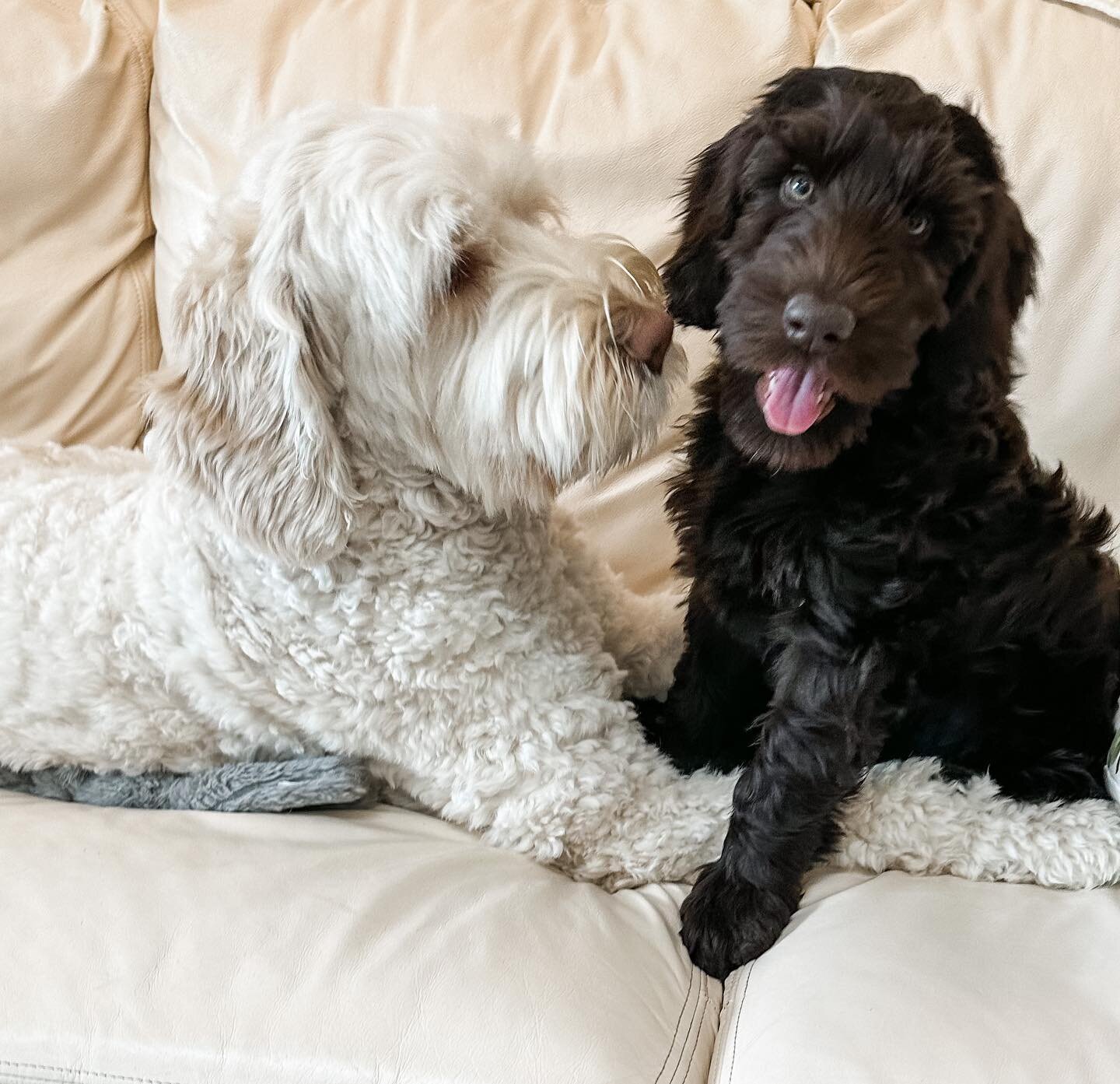 Available puppy! Someone come get him before Kona makes him hers. 🥰 This sweet, laid back boy is a dark chocolate Multigenerational Australian labradoodle. Expected size at maturity. 40-45 pounds. click the link in bio for more info. 

#ohiovalleyla