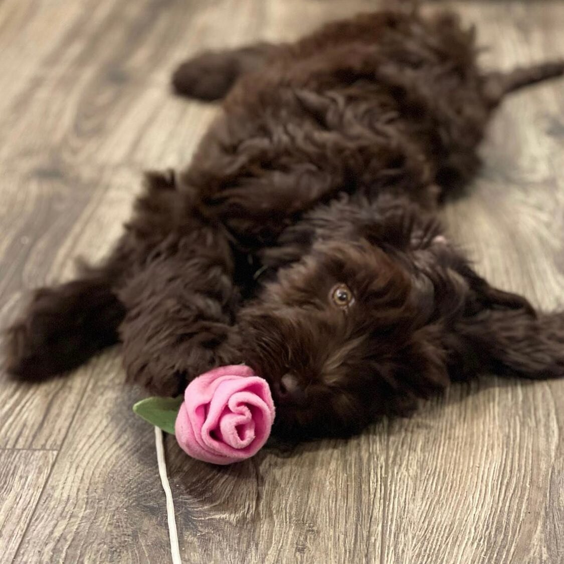🌸Meet Ellie!🌸

We have a rare opportunity to own a fully trained adult Australian labradoodle. Ellie is a medium 2 year old Australian labradoodle with a wavy chocolate non-shedding fleece coat. This sweet girl is retiring from our program, and we 