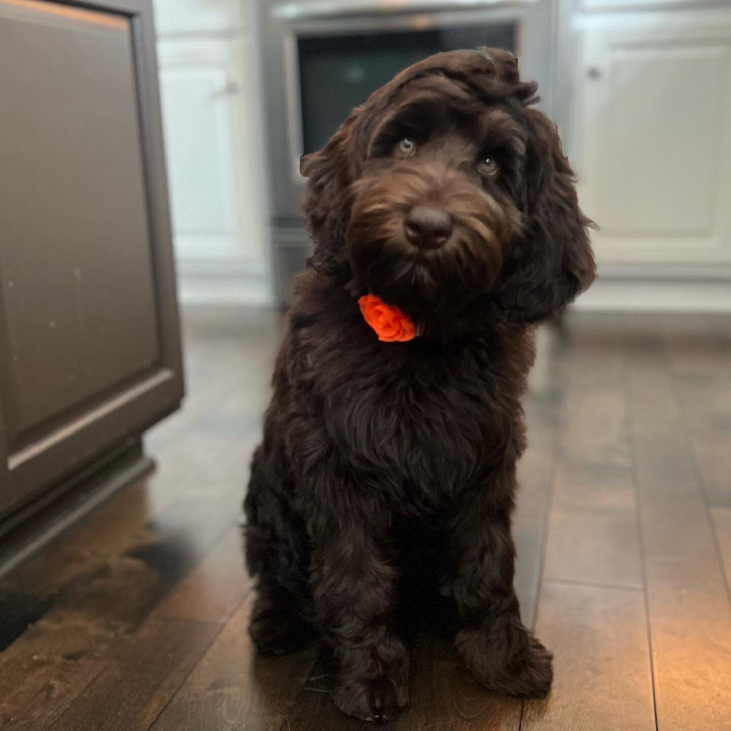 Charlie (Ellie/Lenny) bringing some cheer on this sunny Friday! She just received her first groom isn&rsquo;t she the cutest? 🌺

#ohiovalleylabradoodles #australianlabradoodles #australianlabradoodle #labradoodle #labradoodlepuppy #minilabradoodle #