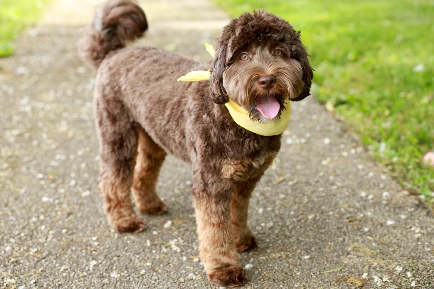 Coco future mama hopeful. She&rsquo;s the whole package. Agile, social, and always where the people are. With her silky chocolate phantom coat and those amber eyes, she turns heads everywhere she goes.

She&rsquo;s sweet, smart, spunky, and full of p