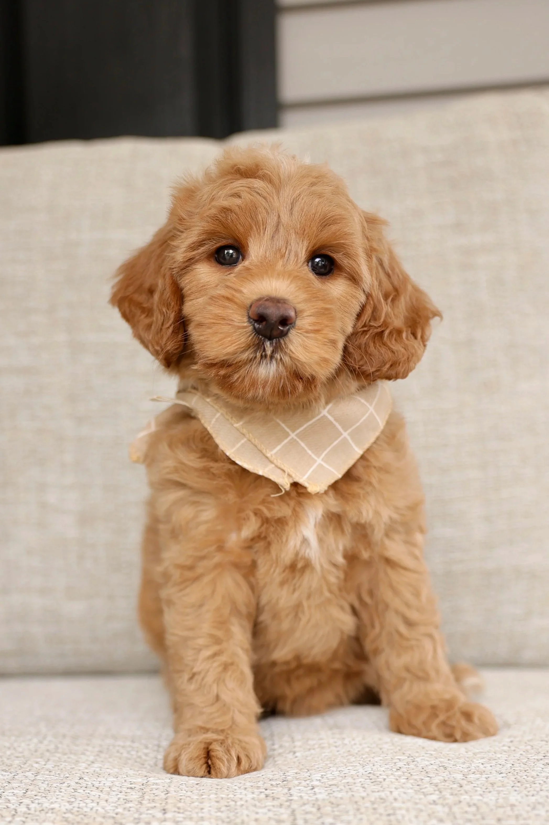 Honey - Female