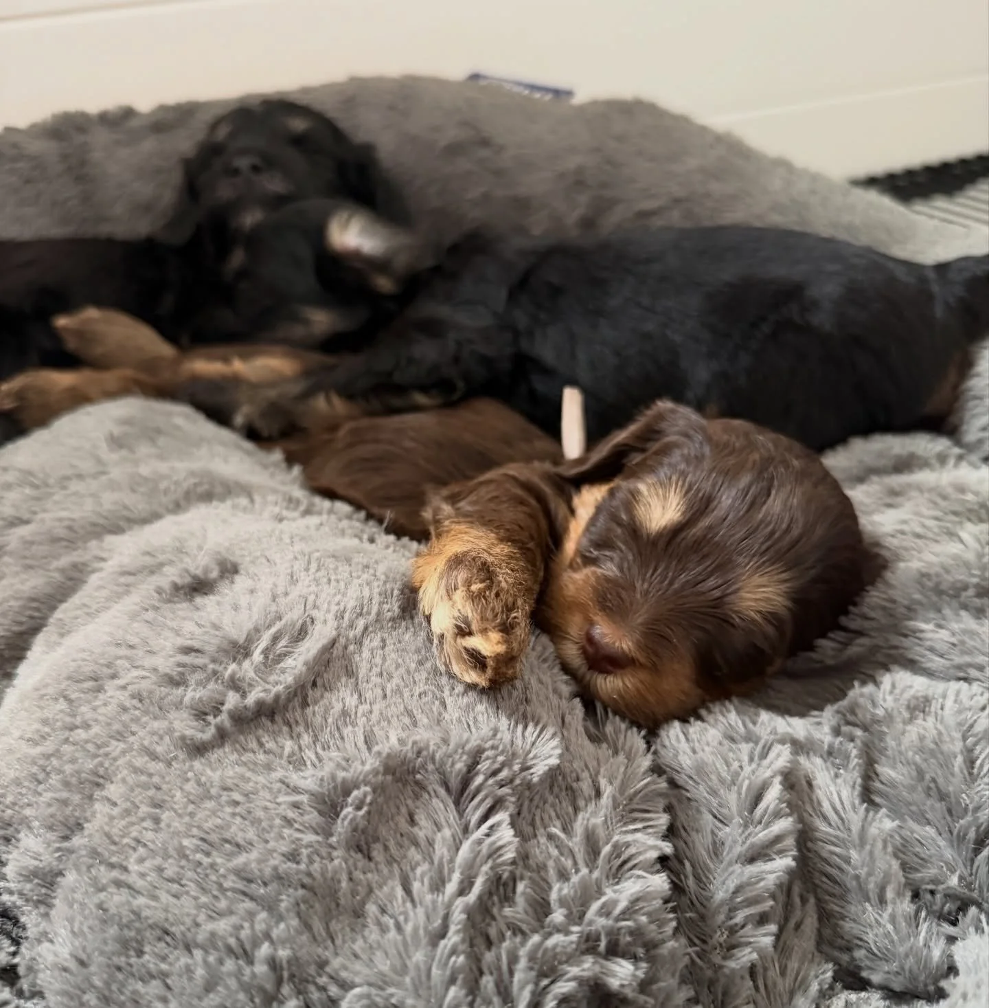 They couldn&rsquo;t be sweeter if they tried. 🖤✨