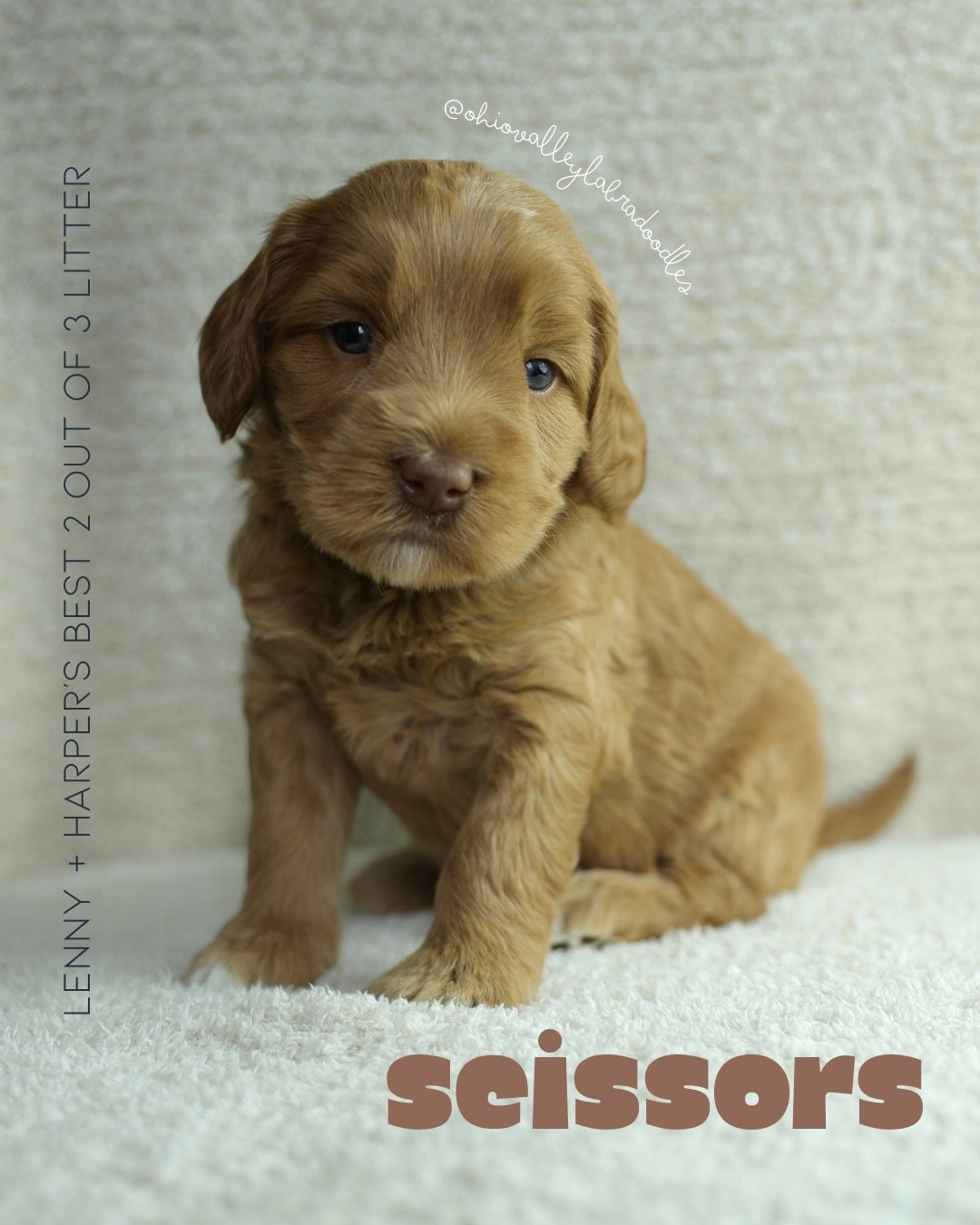 Four weeks in, and these three have my heart.
Rock, Paper, and Scissors are growing beautifully and becoming cuter and more curious by the day.