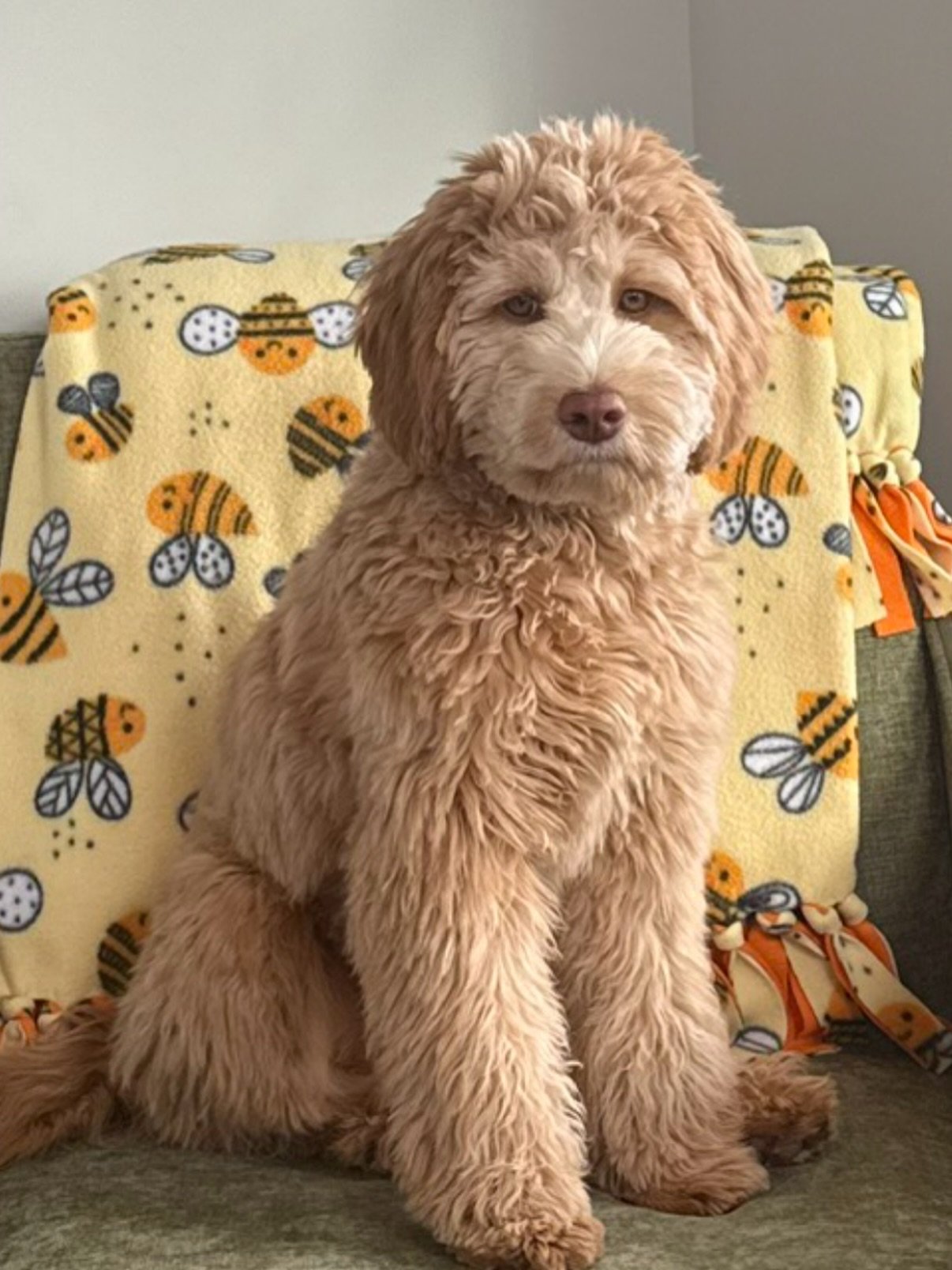 Look at this cutie from Sunny and Bear&rsquo;s honey harvest litter! 🍯 Poppy (Nectar) is 5 months and growing. She definitely has her mama&rsquo;s gorgeous eyes. More Sunny Bear pups coming this Spring!