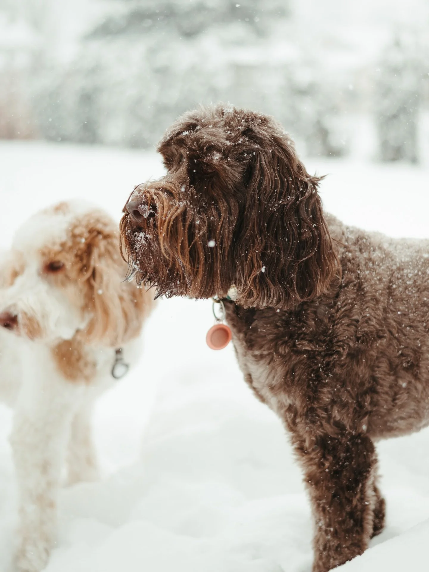 Snow day for these two cuties. I had to share these beautiful photos from @wheatieandadood Love seeing all the photos of our pups in the snow! ⛄️