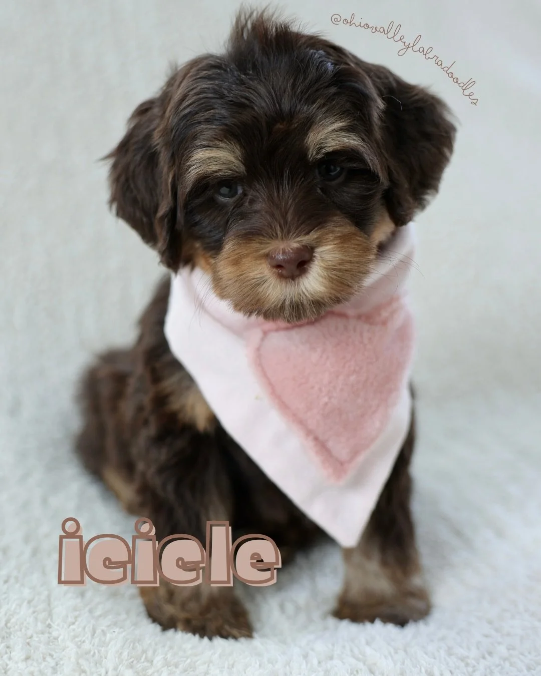 Sophie&rsquo;s puppies head home on February 14, and a few spots are still open!

These are mini Australian Labradoodles, expected to be around 20&ndash;25 pounds full grown.

If you&rsquo;ve been waiting for the right timing, this may be it. Message