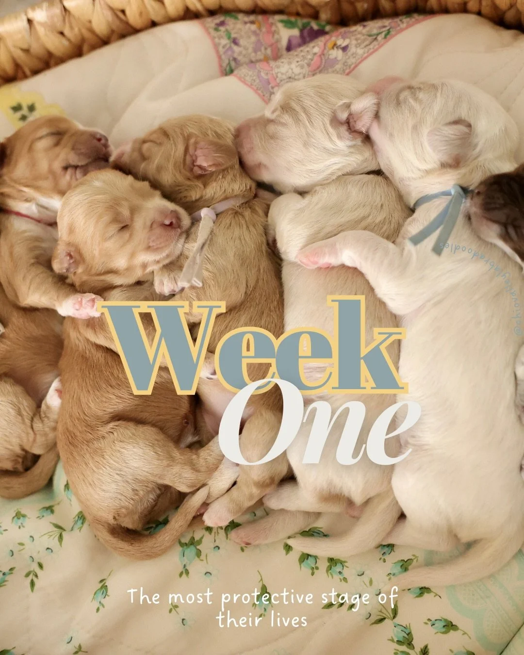 The quietest week does a lot of work. 

Right now they can&rsquo;t see or hear, and they rely completely on Mom for warmth and stability. Their job is simple: nurse, sleep, grow. ✨🌱

Follow for week 2!