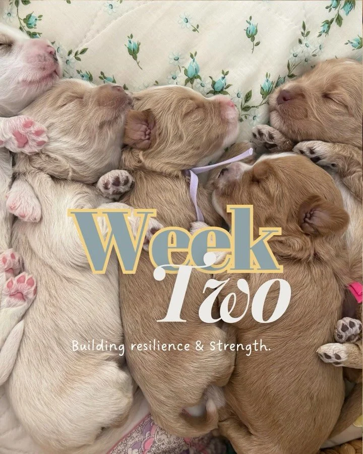 At two weeks old, most of the puppies have more than doubled, their birth weight. Their eyes are beginning to open, and they are getting stronger.

early neurological stimulation and early scent introduction have been part of their routine since day 