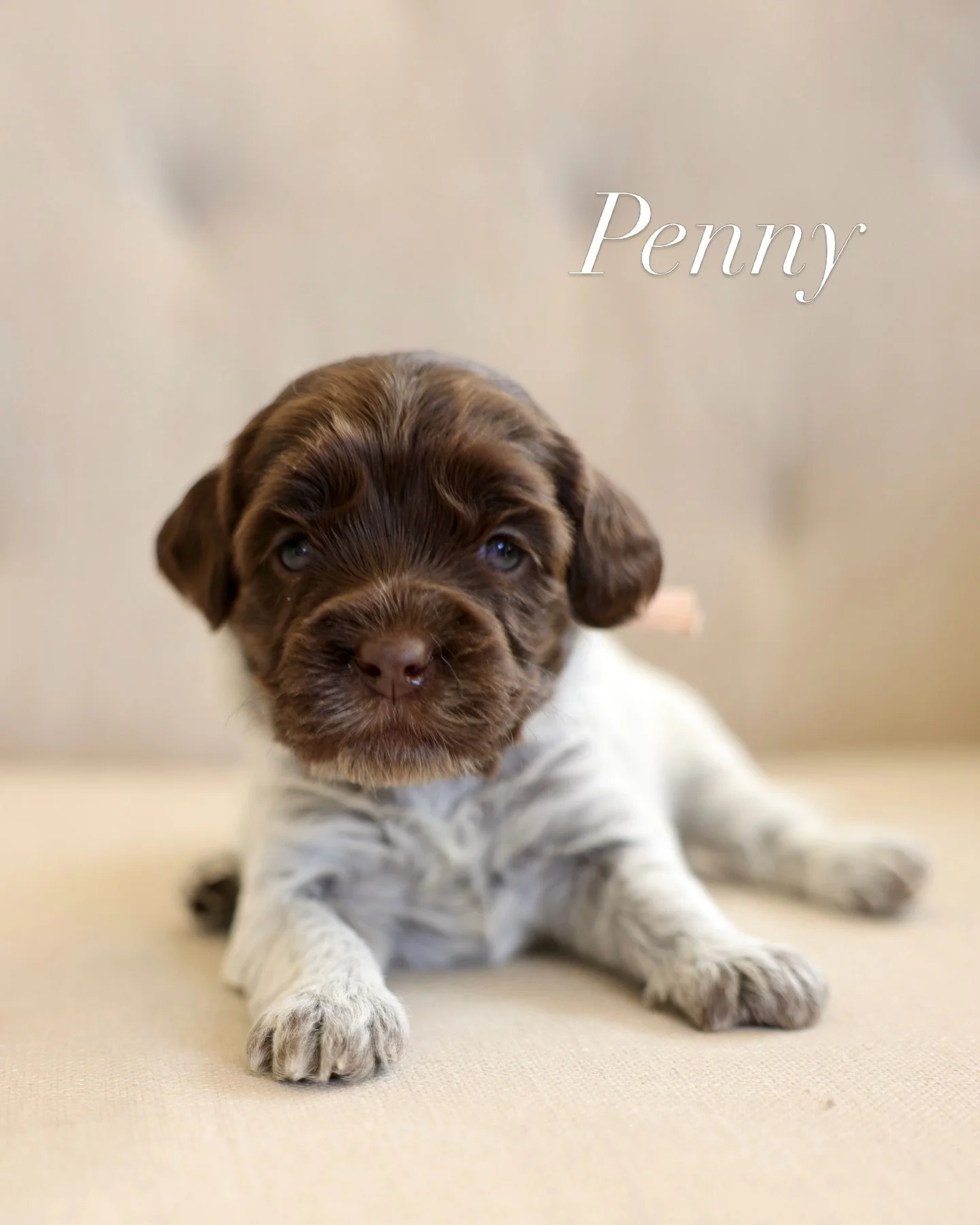 First official individual photos for the lucky seven group. 🤍 Week three is all about waking up. It&rsquo;s one of my favorite weeks. I get to watch them experience so many things for the first time. 

I do have some spots available in this litter. 