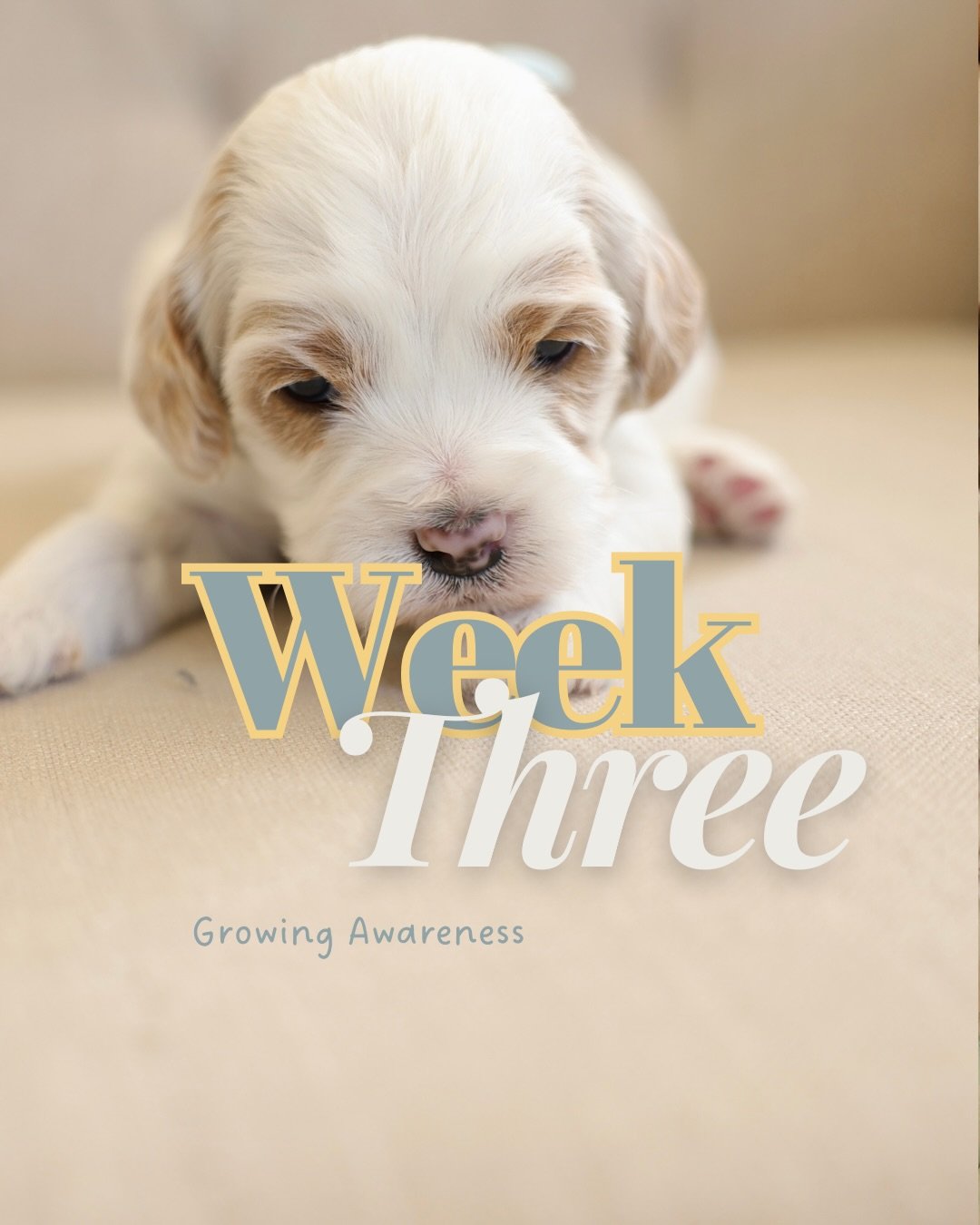Week 3 is such a sweet week.

Eyes are beginning to open, legs are getting stronger, and the puppies are starting to notice each other and their surroundings. The little scooting stage slowly turns into wobbly steps, followed by long naps to recover 