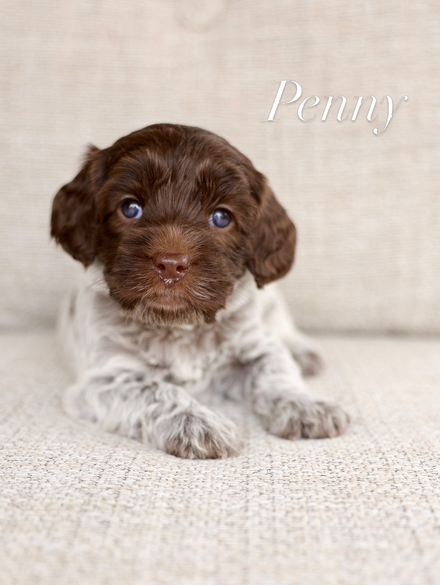 Week 5, and can they be any sweeter? I love how Penny has the same pose for every photo. 💛

I still have a couple spots available. Please visit website for more info.