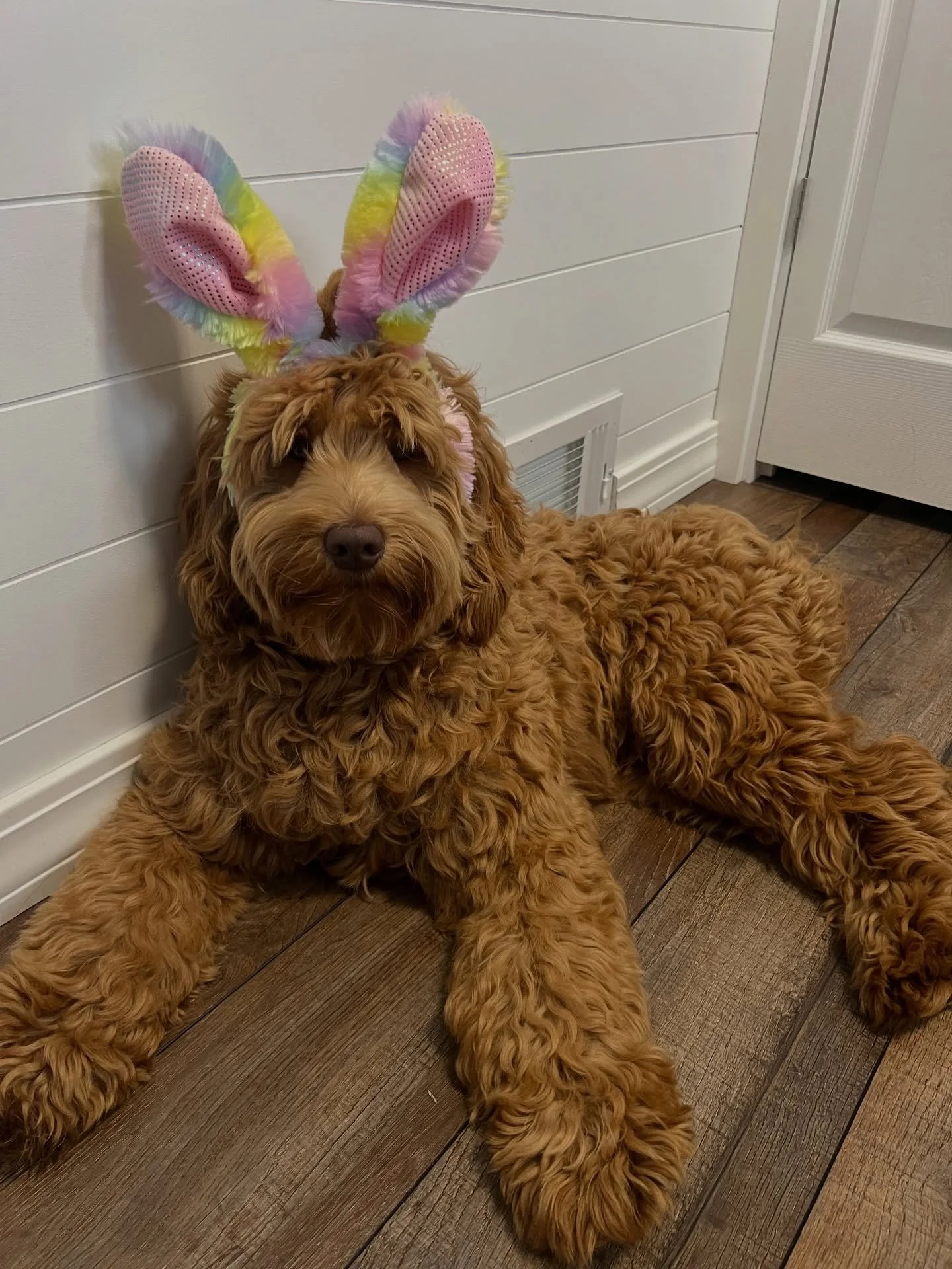 🐰🐶 Beau - Harper &amp; Teddy