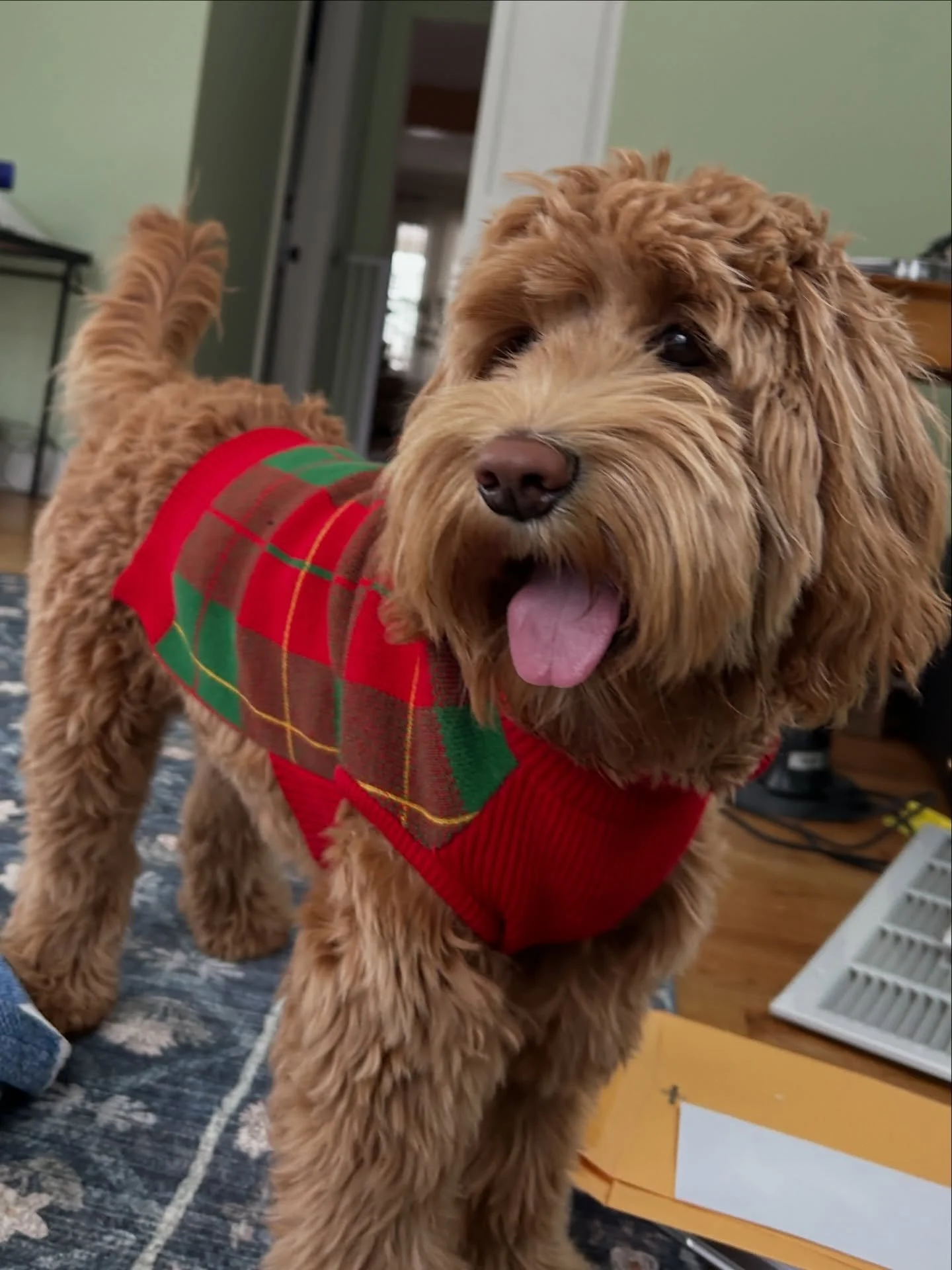 Josie 🍯formerly Honey from our Sunny and Bear&rsquo;s Honey Harvest litter is growing into such a beautiful sweet girl! 

Love getting updates from our pups!