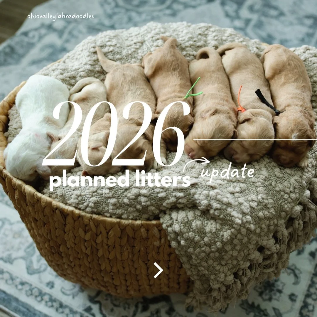 Our second half of 2026 litter plans are set and we are looking forward to the pairings we have lined up! A lot of these are repeat breedings from pairings we have been really happy with.

Reservation list is open. Message or click the link in bio fo