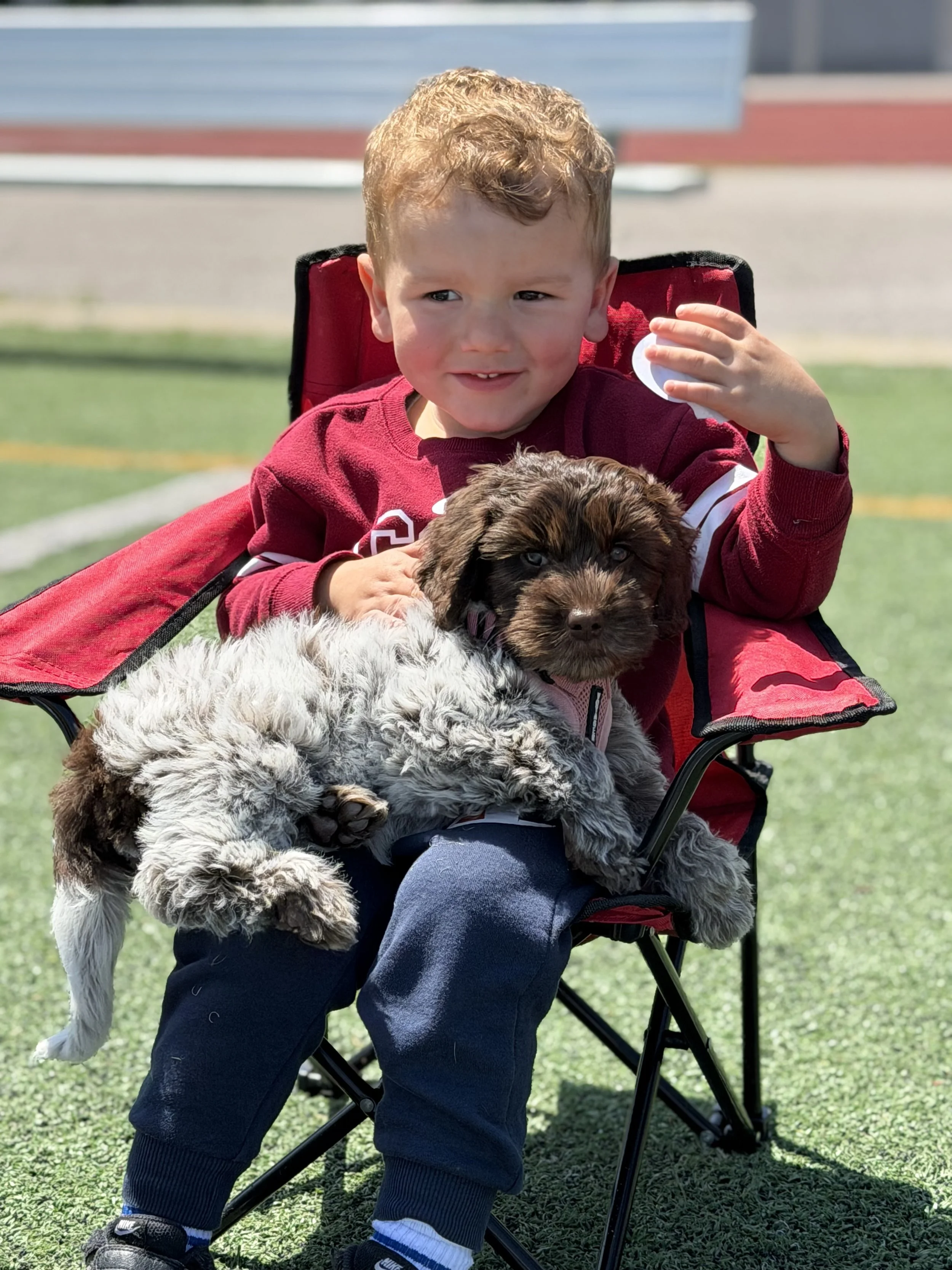 Early Puppy Socialization at Home: The Foundations That Matter Most