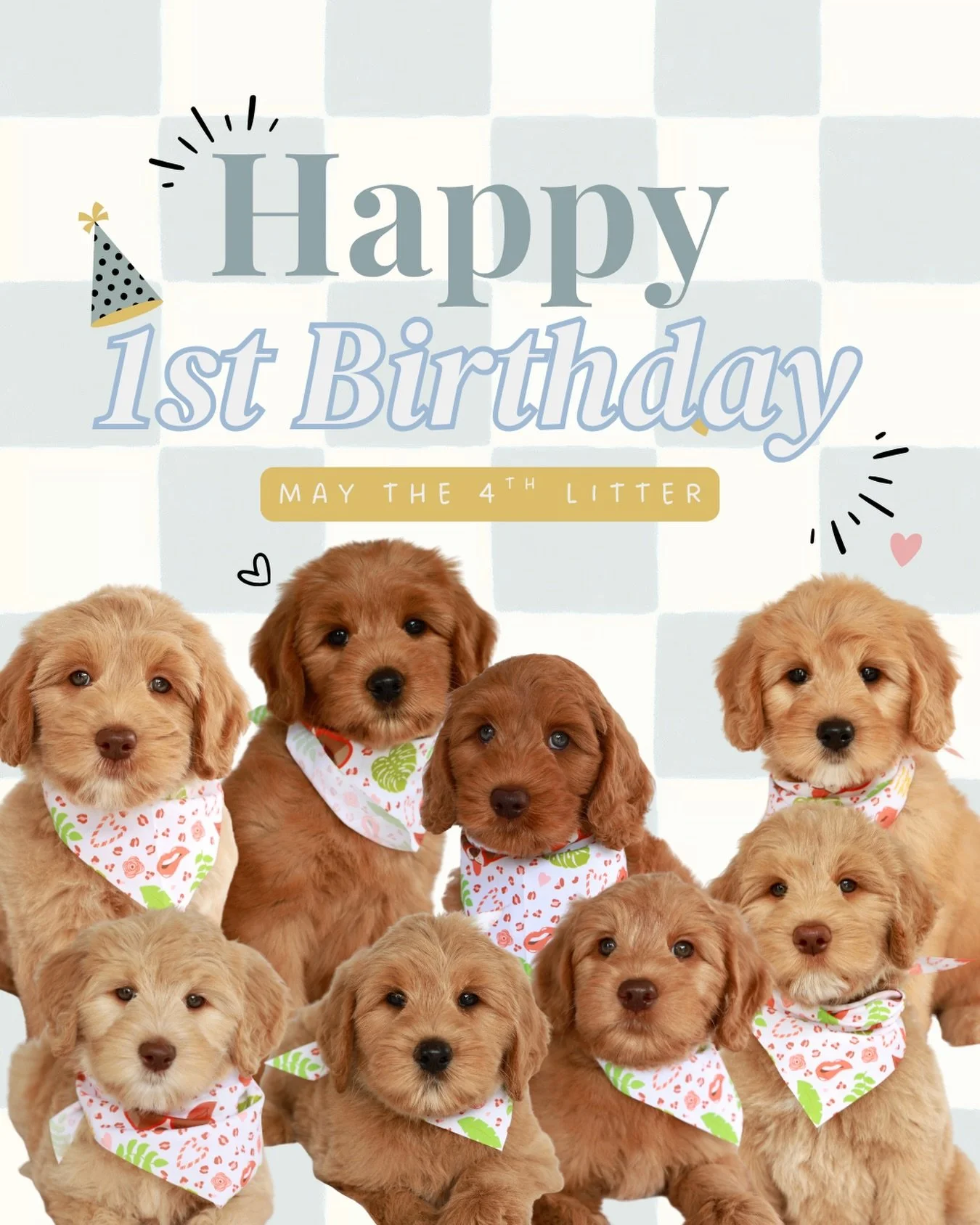 Happy 1st birthday to our Harper &amp; Teddy babies! 🎂🐾 We can&rsquo;t believe it&rsquo;s already been a year. OVL families: Send us your updates and birthday photos, we love seeing those faces! 🤍