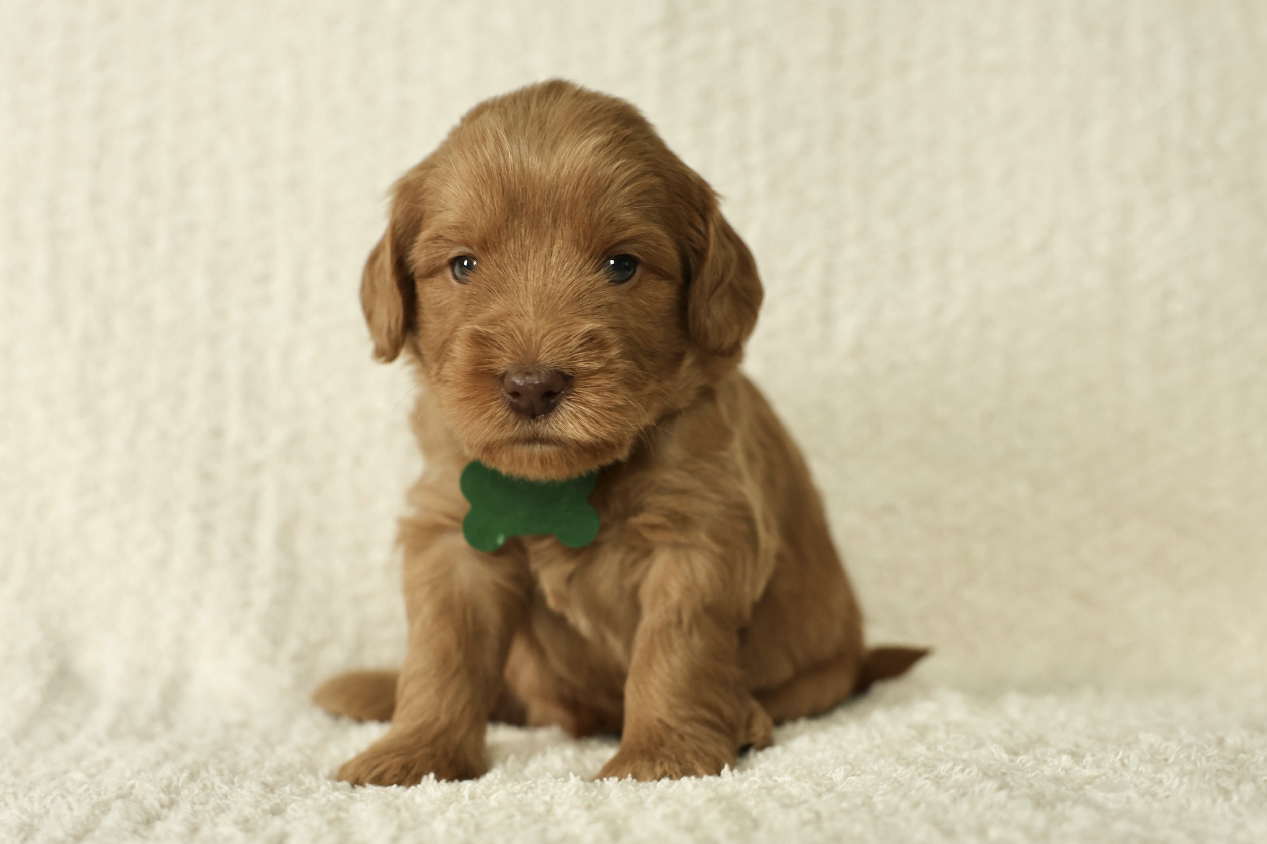 Finn - Boy