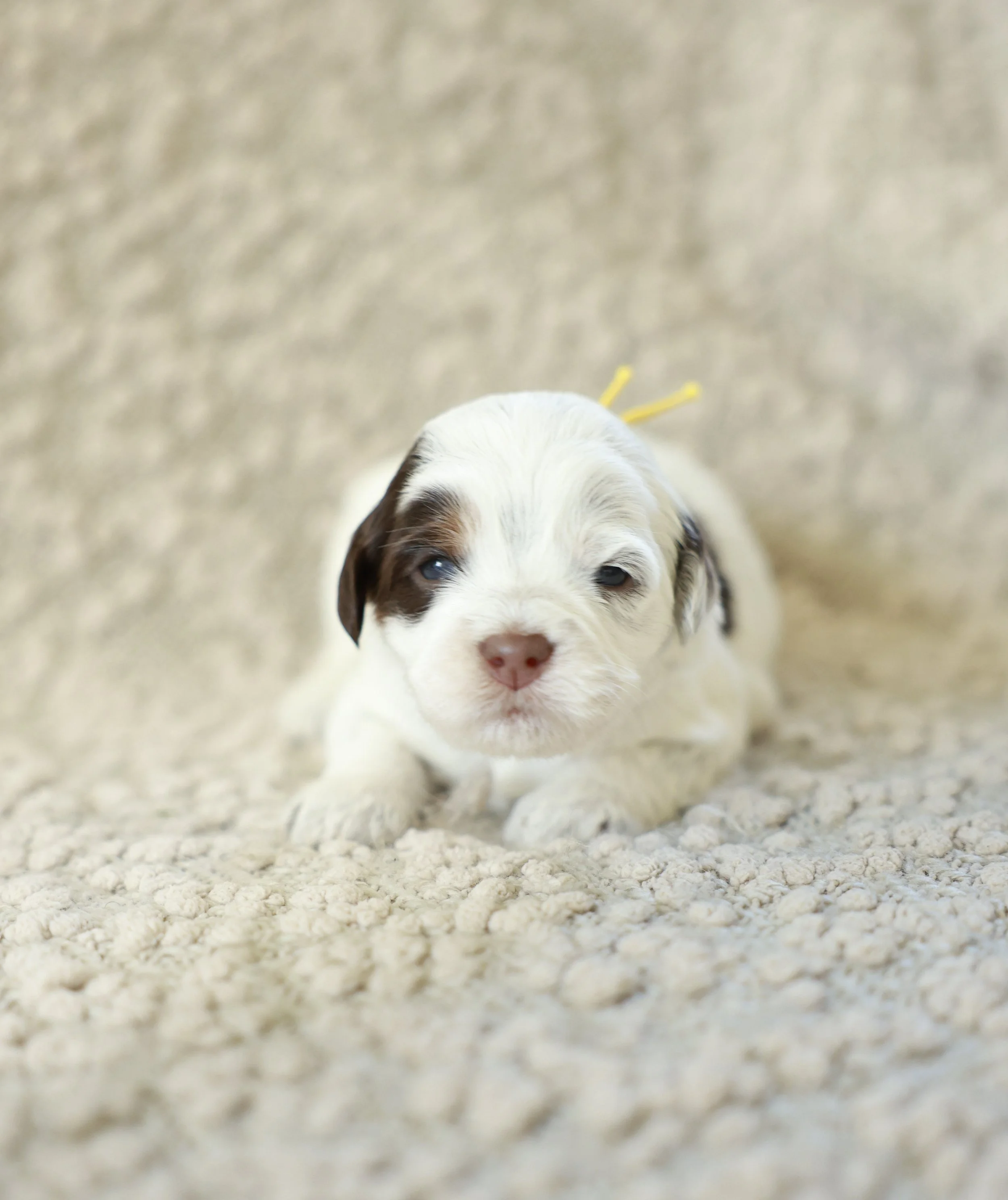Macchiato - Yellow Collar Girl