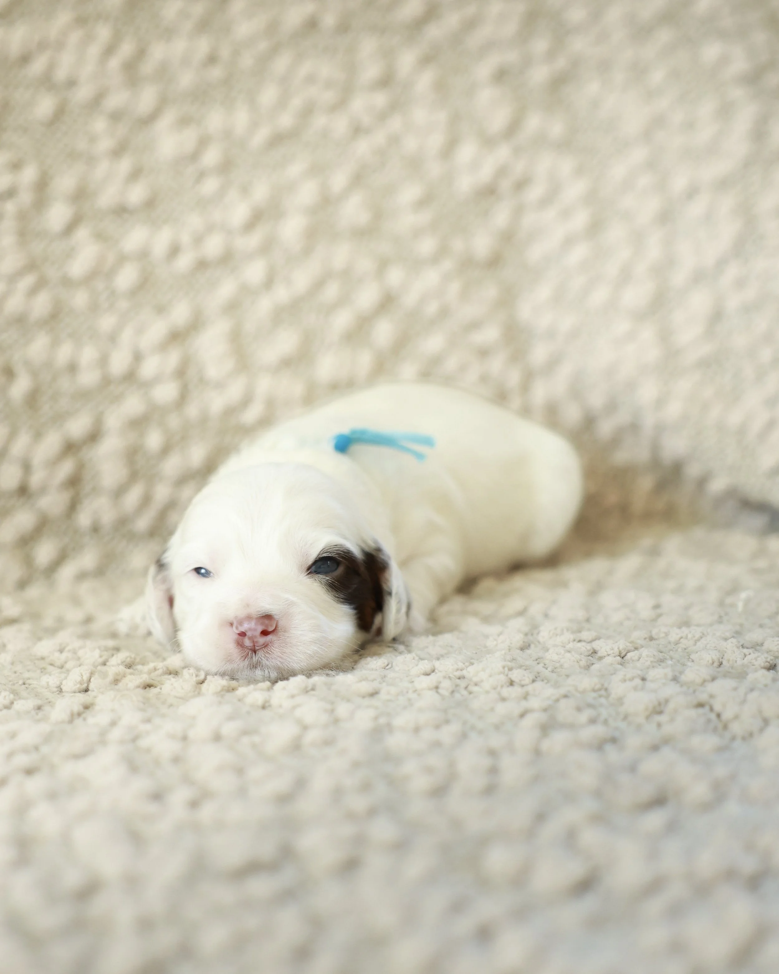 Bean - Blue Collar Boy