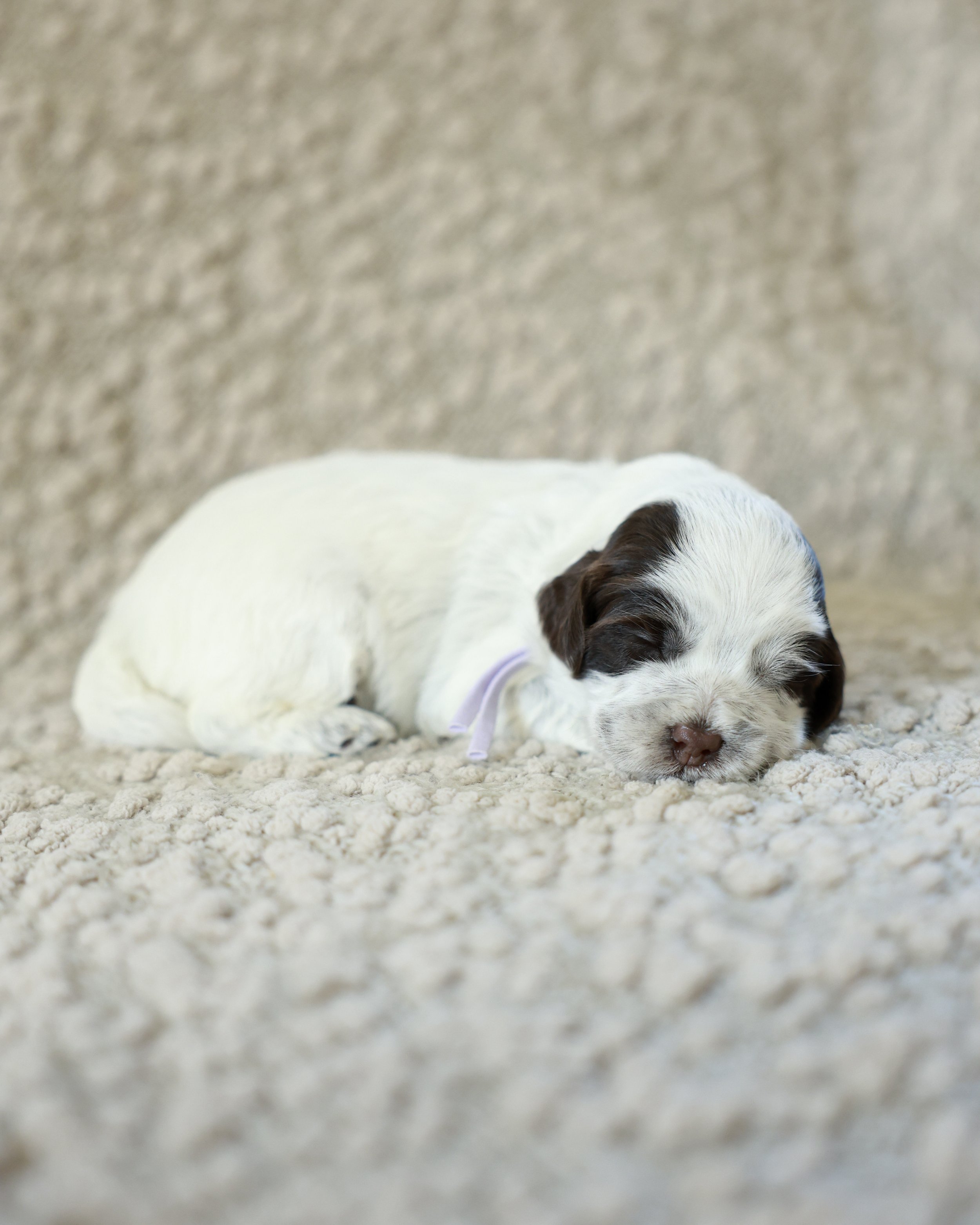 Latte - Purple Collar Girl