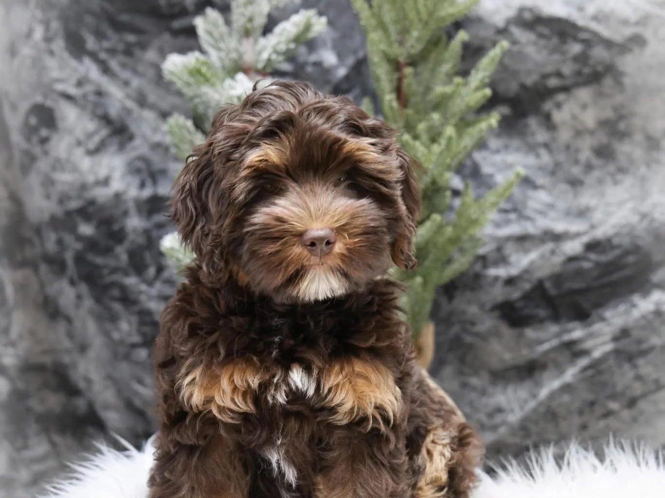 A puppy sitting outdoors on concrete steps decorated with pumpkins and gourds, with flowers in a pot behind.