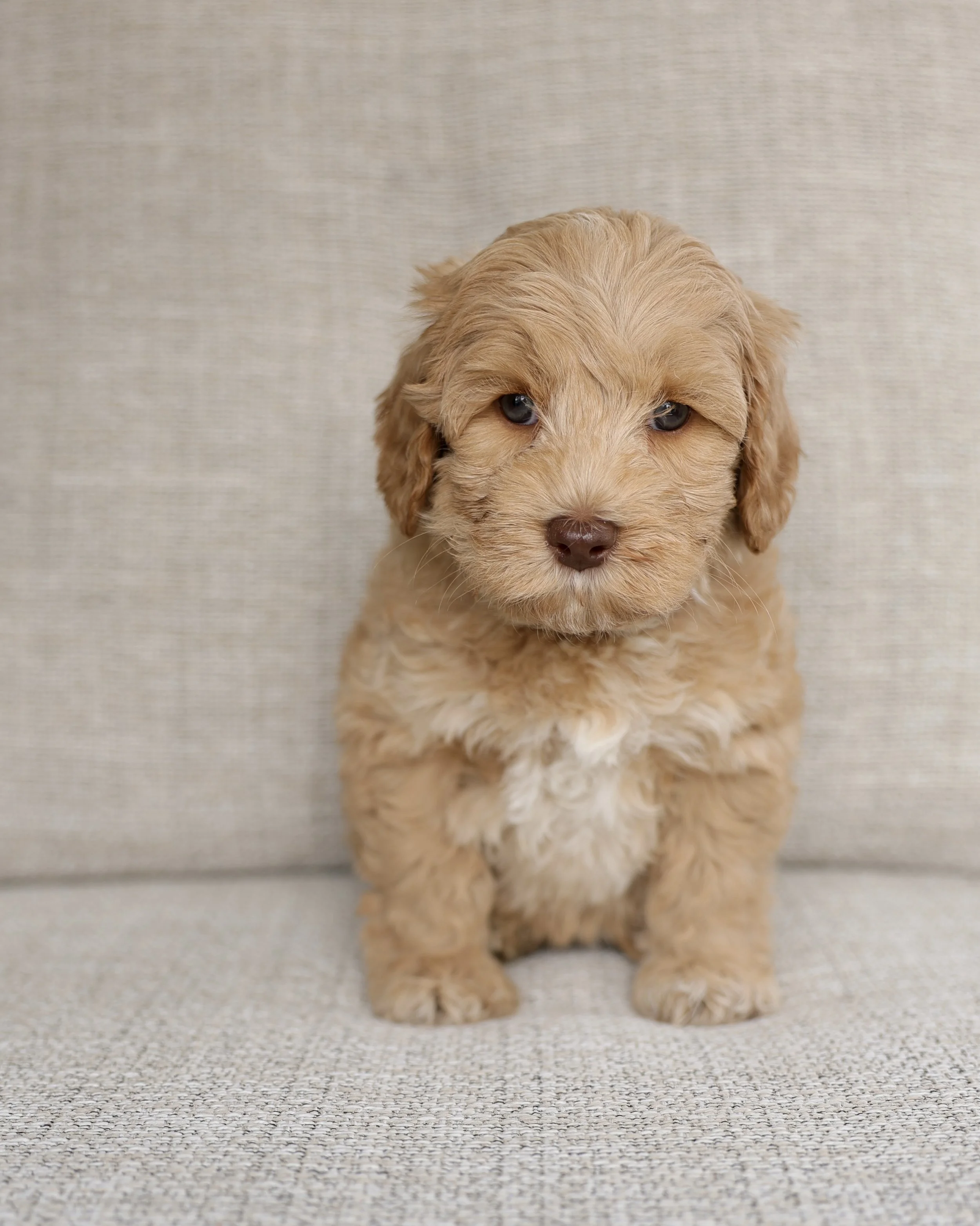 Seven - Female AVAILABLE!