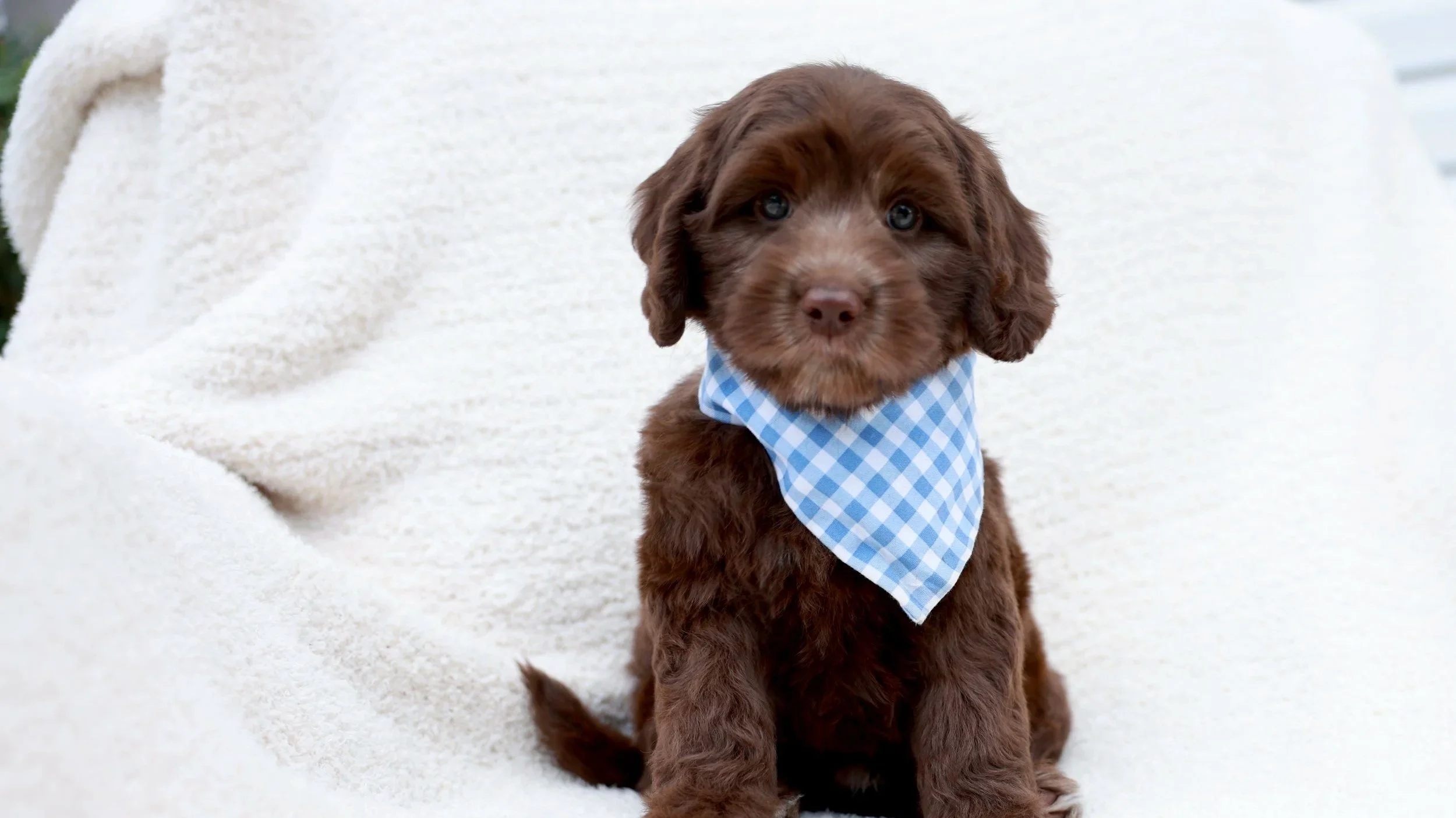 A brown puppy sitting on a cream-colored textured blanket in front of a green tufted velvet chair.