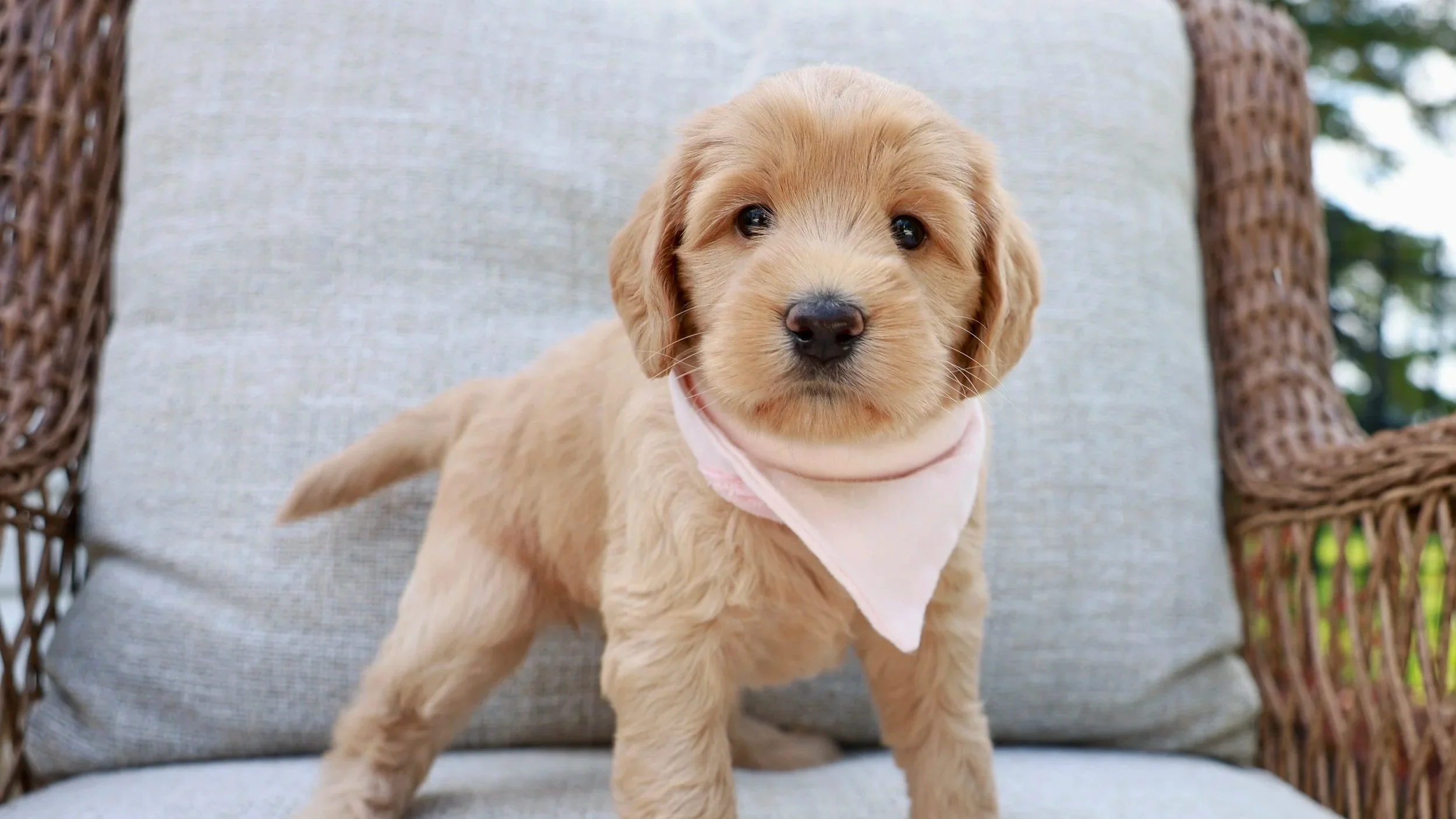 Adorable black puppy with white and tan markings wearing a floral bandana, lying on a beige tufted chair.
