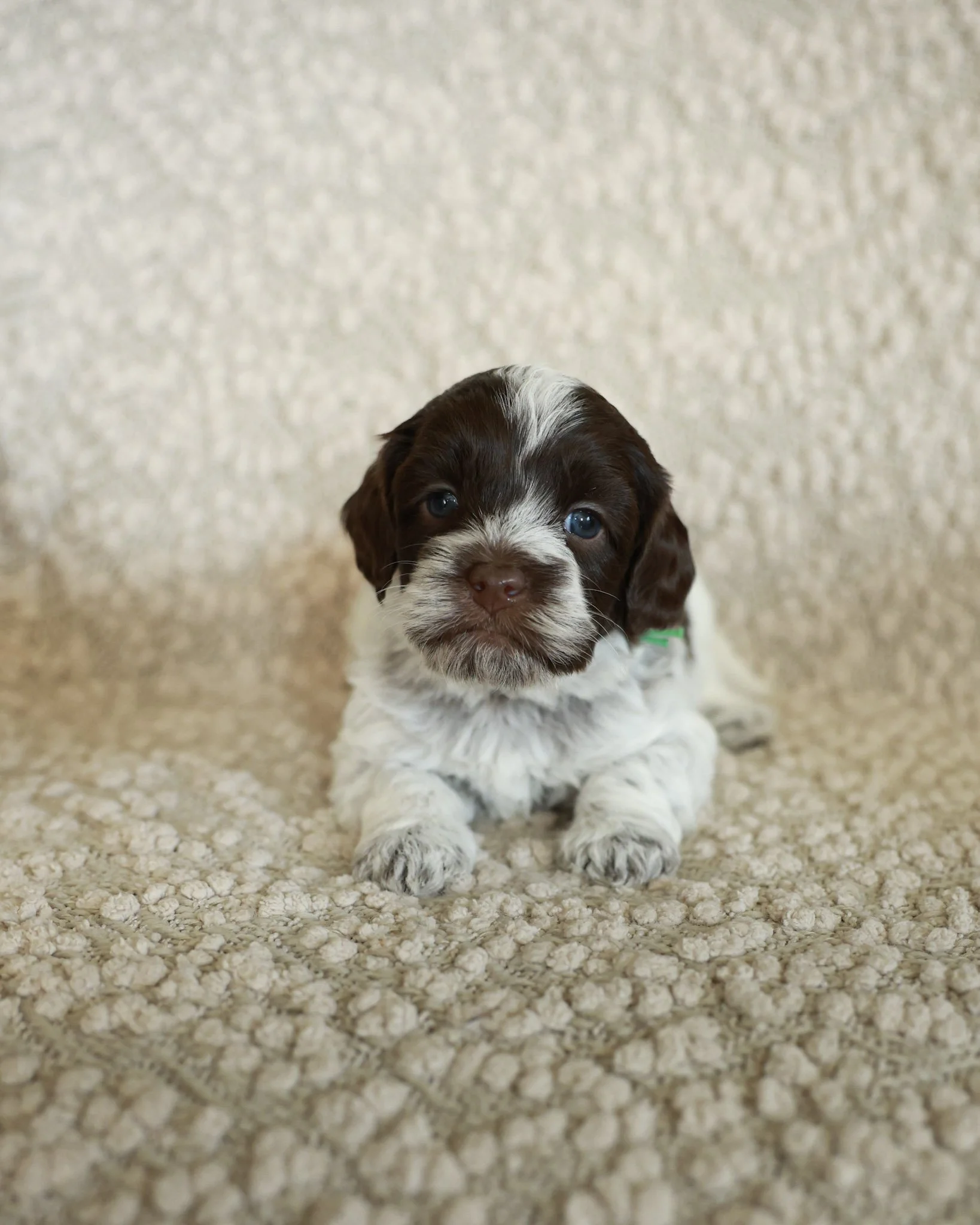 Mocha - Green Collar