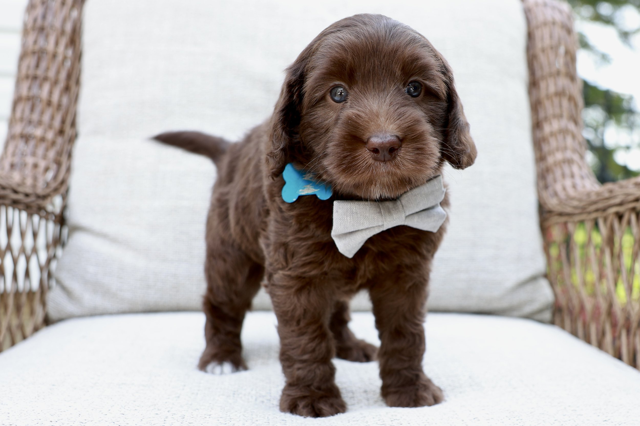 Wilbur