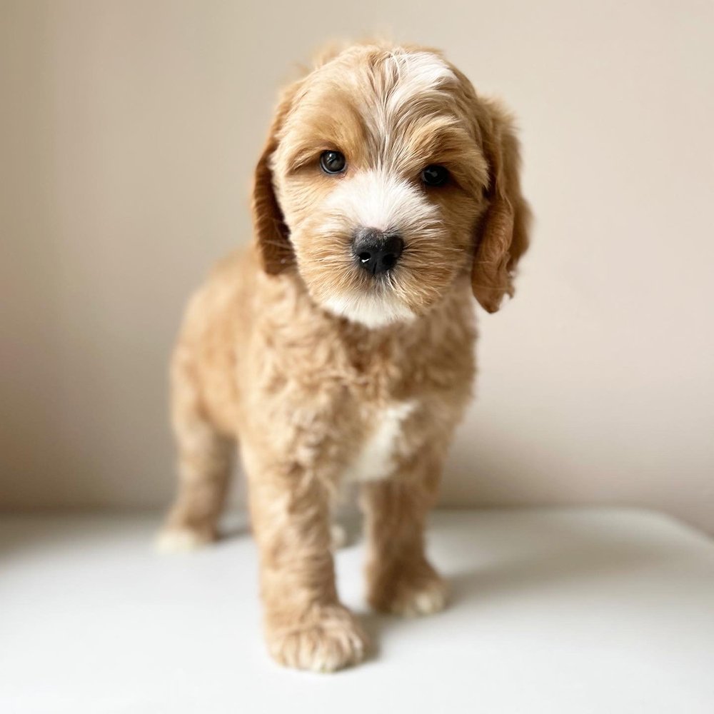 Ear Infection — Ohio Valley Labradoodles