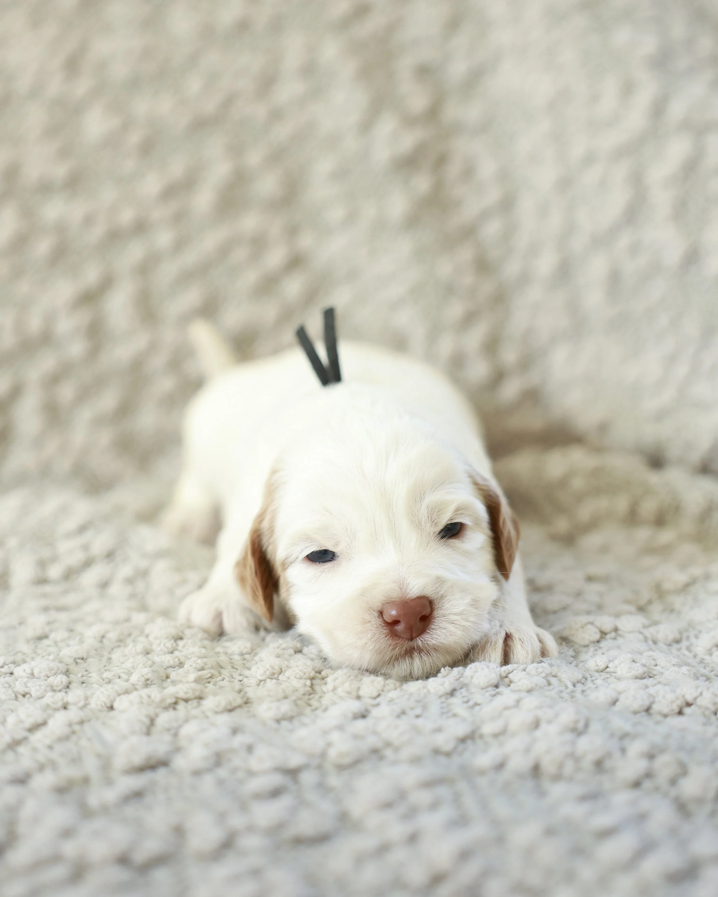 Chai - Black Collar Boy 