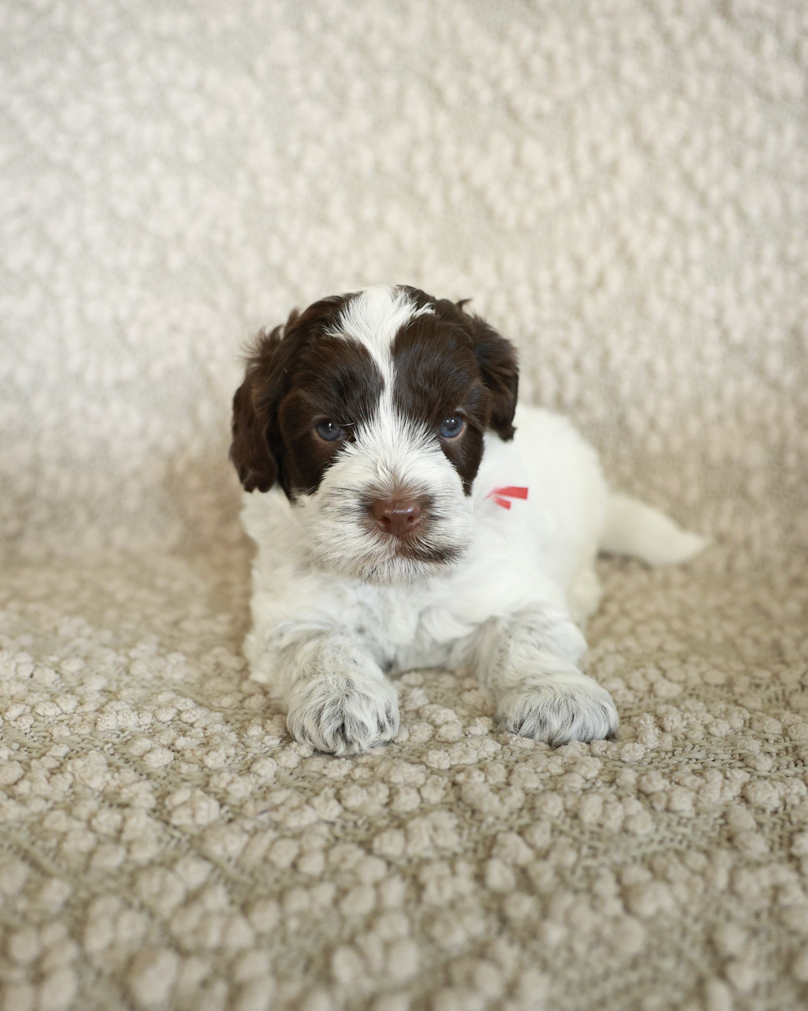 Java - Red Collar 