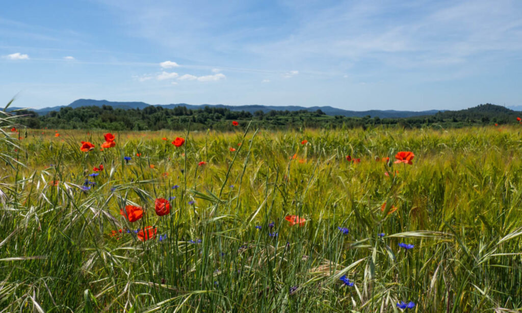 Wildflowers copy.jpg