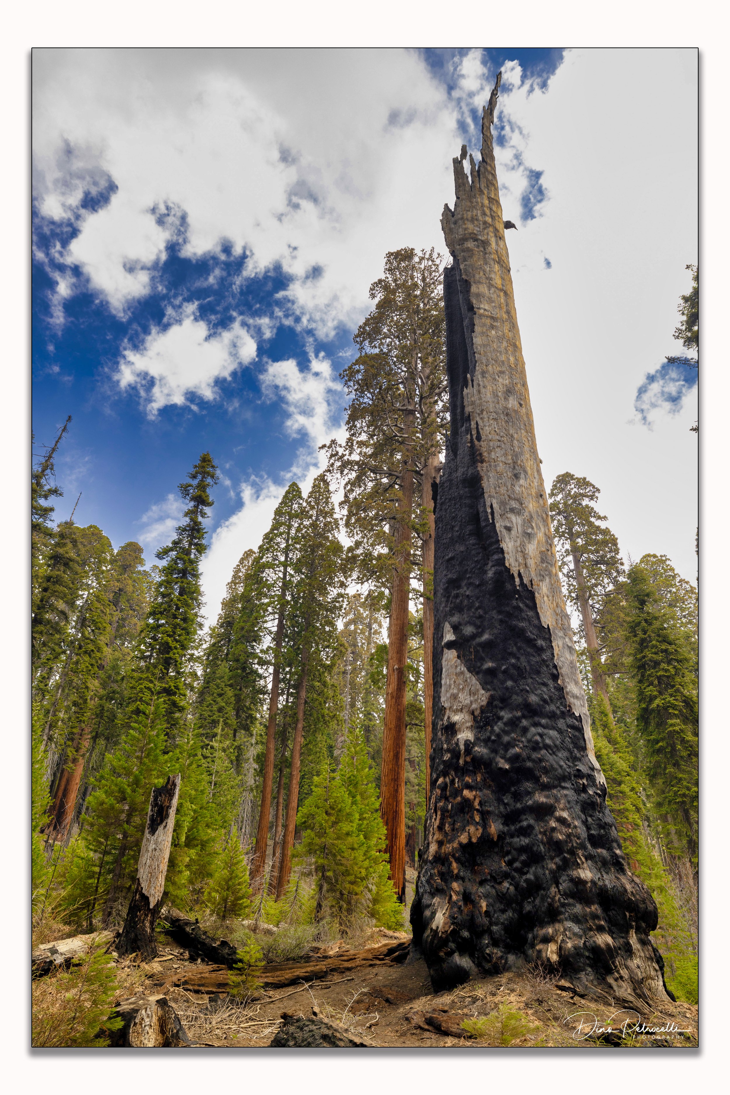sequoiaburnt.jpg