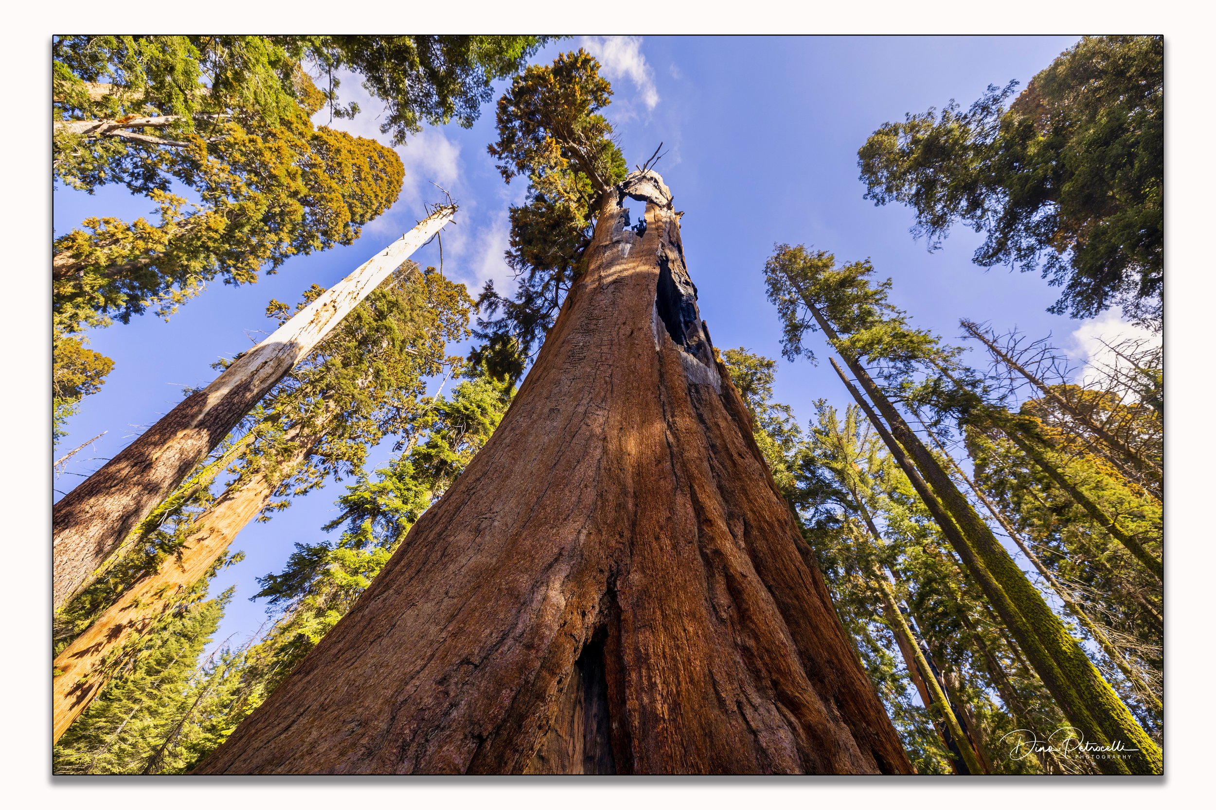 sequoiatree.jpg