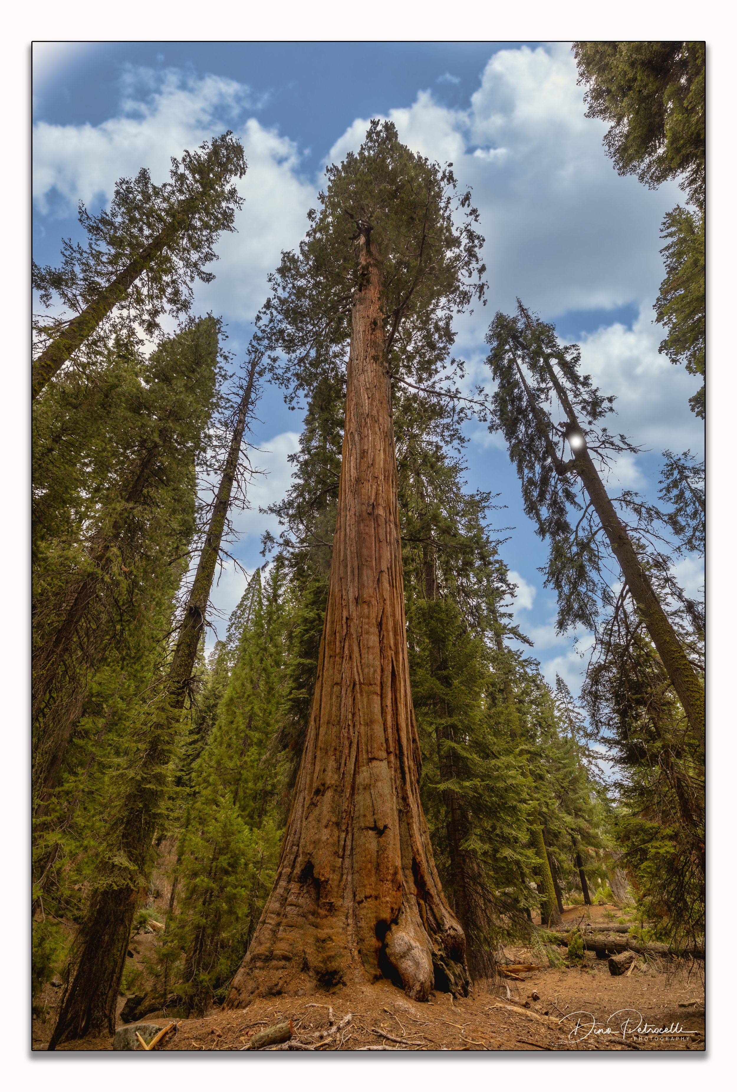 sequoiatree01.jpg