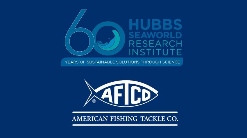 White sea bass hatchery restoration program