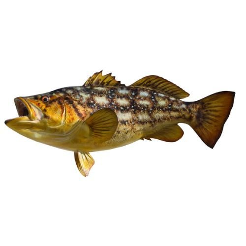 Calico Bass Replica King Sailfish Mounts