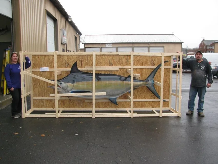 Coast to Coast Taxidermy crated black marlin replica