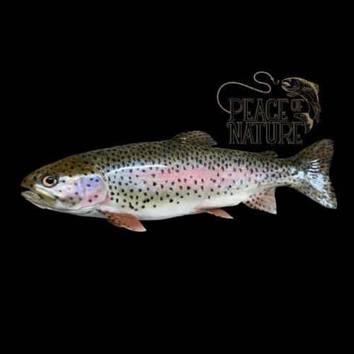 Peace of Nature Fish Taxidermy rainbow trout