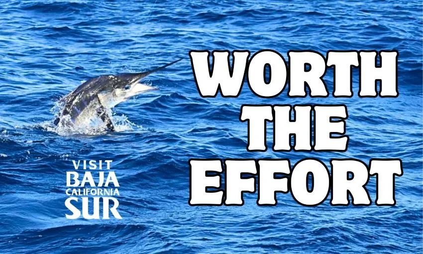 Leaping striped marlin in Magdalena Bay