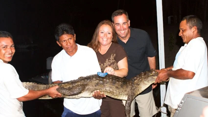Big caiman captured at night Amazonas Brazil