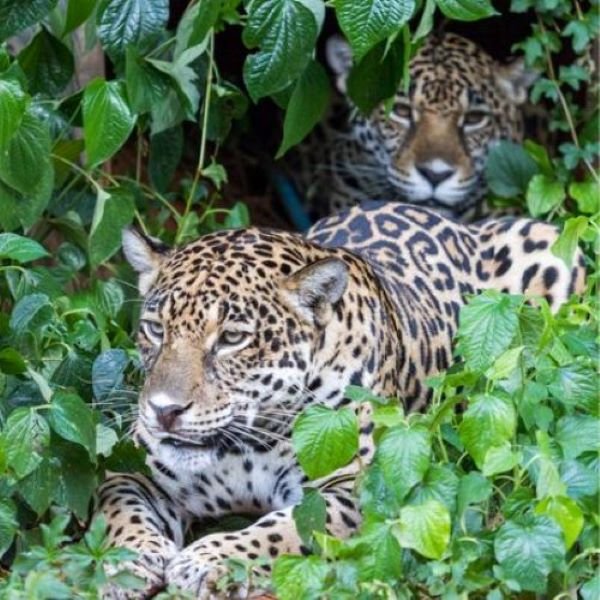 Two Jaguars in Madidi National Park Bolivia