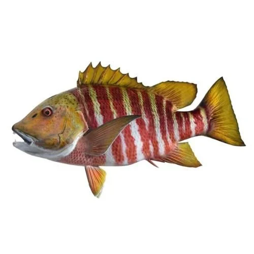 King Sailfish Mounts Barred Pargo replica