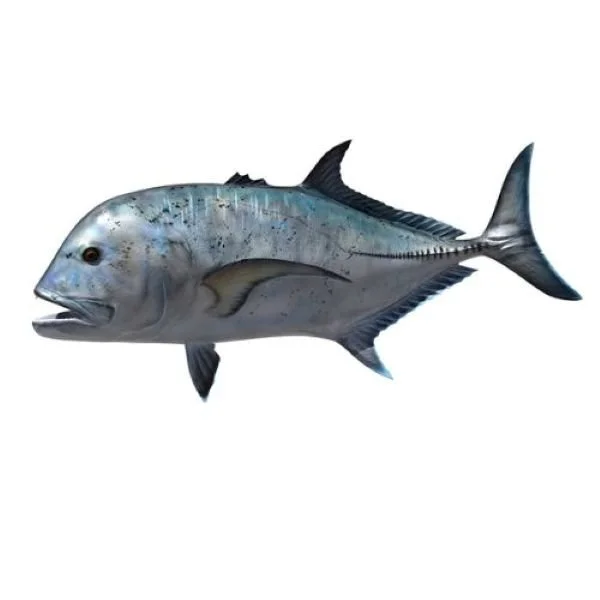 King Sailfish Mounts Giant Trevally