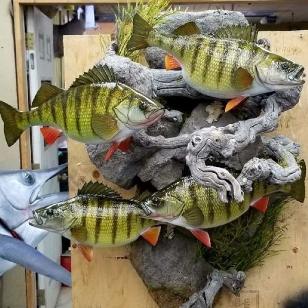 Four replica yellow perch on driftwood background