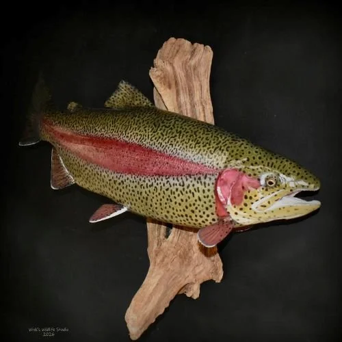 Wink's Wildlife Studio rainbow trout on drift wood