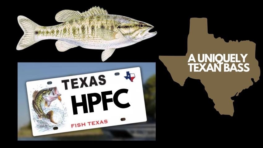Guadalupe Bass – Gear to Represent the State Fish of Texas — Half Past  First Cast