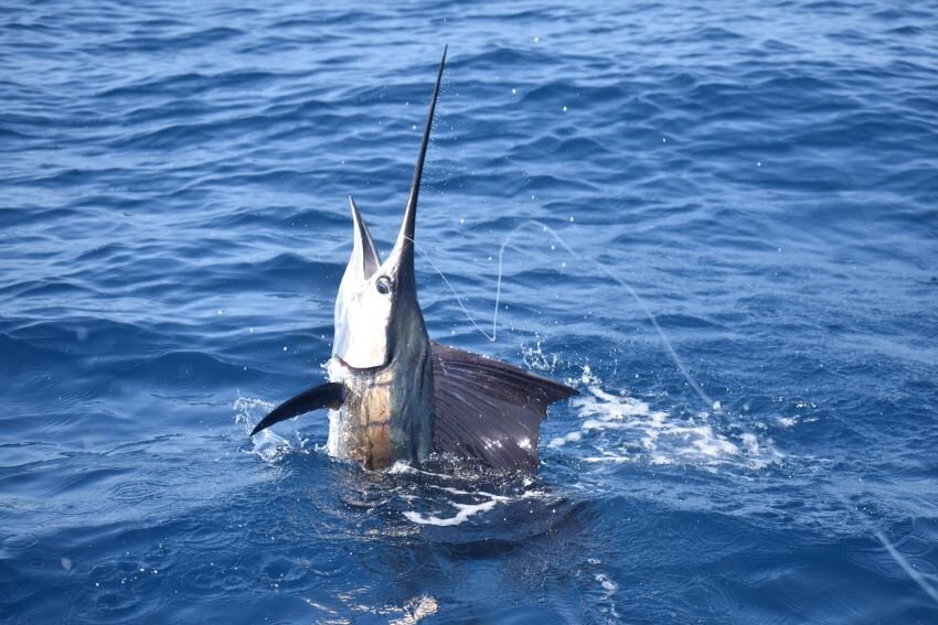 Casa Vieja Lodge in Guatemala offers incredible sailfishing and wonderful delicious meals, with soup before every dinner entree.